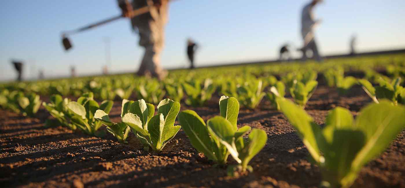 agriculture field